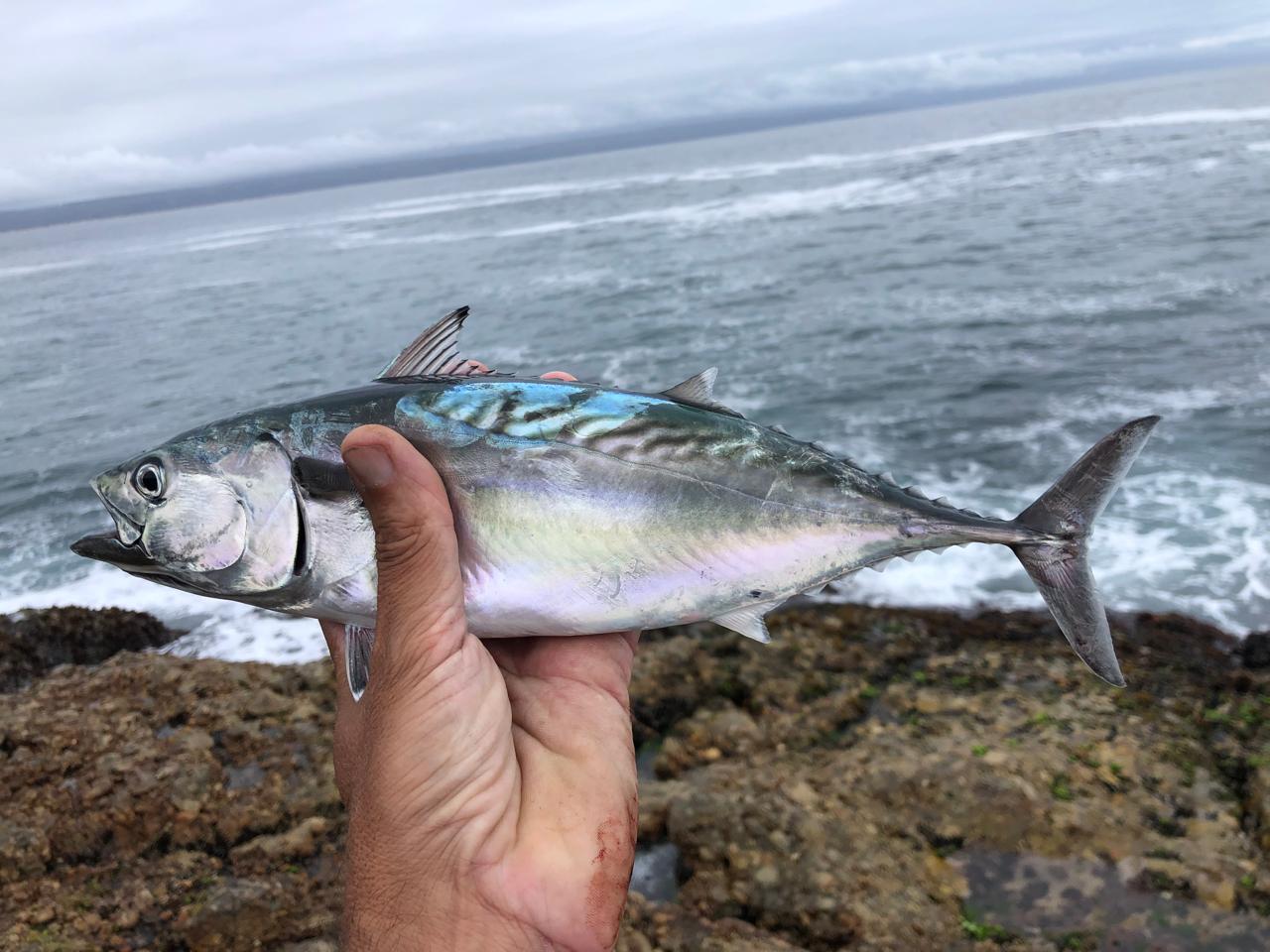 Live bait benefit image placeholder